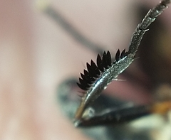 Trichopoda pictipennis