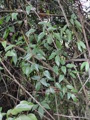 Clematis chinensis