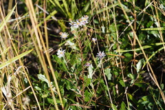 Symphyotrichum walteri