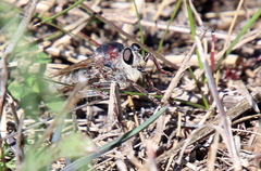 Proctacanthus milbertii