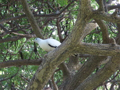 Ducula spilorrhoa
