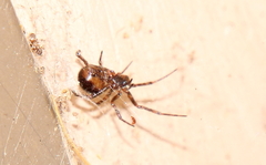 Steatoda borealis