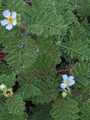 Chamaebatia foliolosa