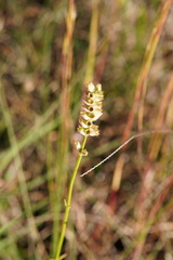 Physostegia purpurea
