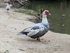 Cairina moschata domestica