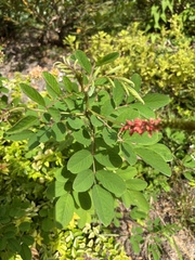 Indigofera hirsuta
