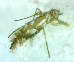 Phyllonorycter salicifoliella