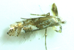 Phyllonorycter salicifoliella