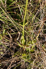 Physostegia purpurea