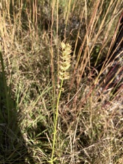 Physostegia purpurea