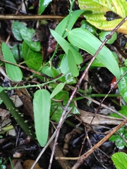 Smilax glabra