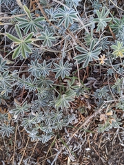 Lupinus lepidus
