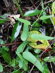 Smilax glabra