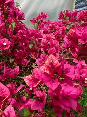 Bougainvillea