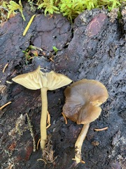 Lyophyllaceae
