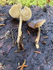 Lyophyllaceae
