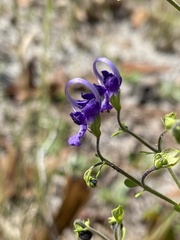 Trichostema suffrutescens