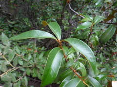 Chrysolepis chrysophylla