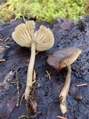 Lyophyllaceae