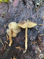 Lyophyllaceae