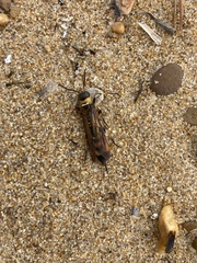 Eriotremex formosanus