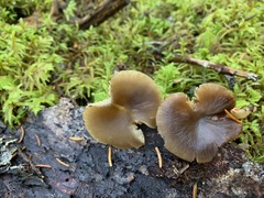 Lyophyllaceae