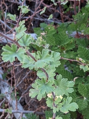 Ribes roezlii