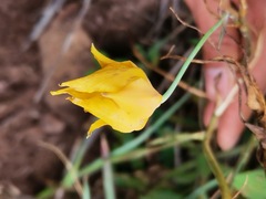 Calochortus barbatus