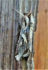 Spodoptera dolichos
