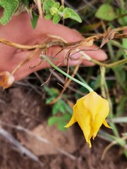 Calochortus barbatus