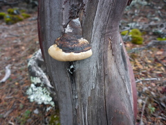 Phellinus arctostaphyli