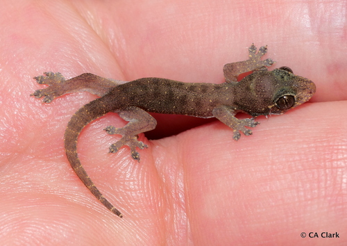 Gehyra mutilata observed 2022-09-24