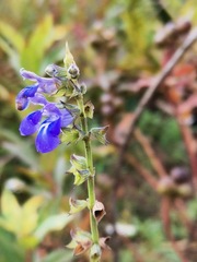 Salvia laevis