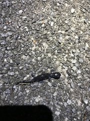 Ambystoma 'unisexual complex'