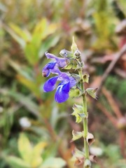 Salvia laevis