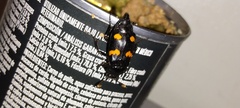 Nicrophorus orbicollis