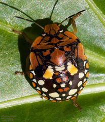 Chinavia marginata