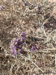 Psorothamnus polydenius