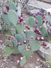 Opuntia dulcis