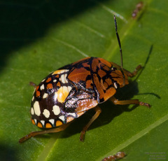 Chinavia marginata