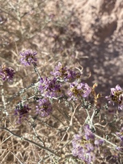 Psorothamnus polydenius