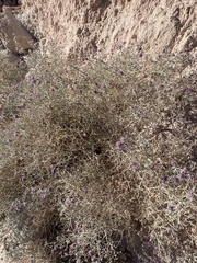 Psorothamnus polydenius