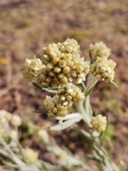 Helichrysum luteoalbum