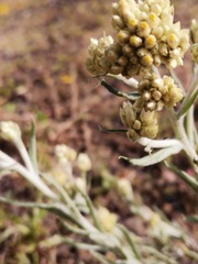 Helichrysum luteoalbum