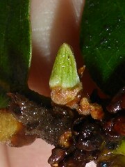 Andricus notholithocarpi