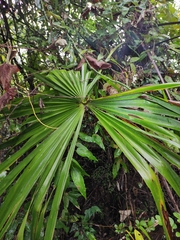 Trachycarpus fortunei