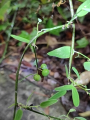 Smilax microphylla