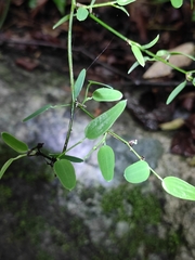 Smilax microphylla