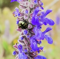 Zygogramma signatipennis