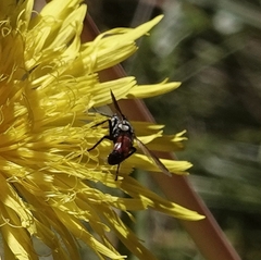Cylindromyia